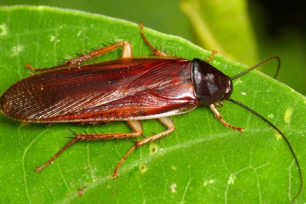 Dezinsekcija žohara