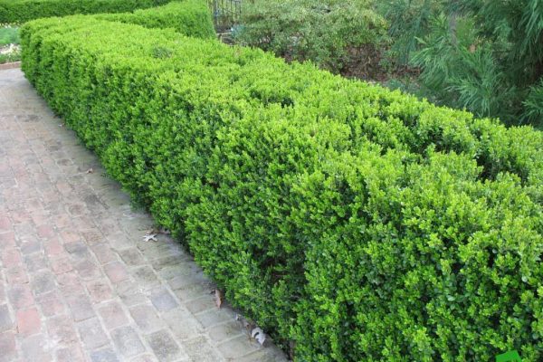 Napravite vrtnu živicu