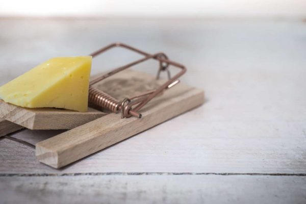 Problem sa štakorima