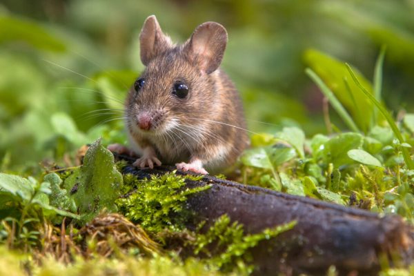 Zamke za insekte i glodavce