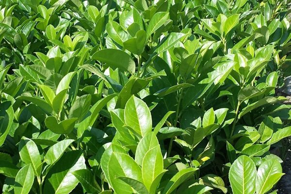 Rezidba trešnje lovor