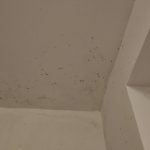 Uklanjanje plijesni sa zidova