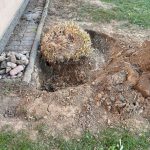 Uklanjanje korjena ukrasnog šaša